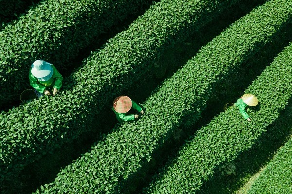 Spring tealeaf picking underway in Hangzhou