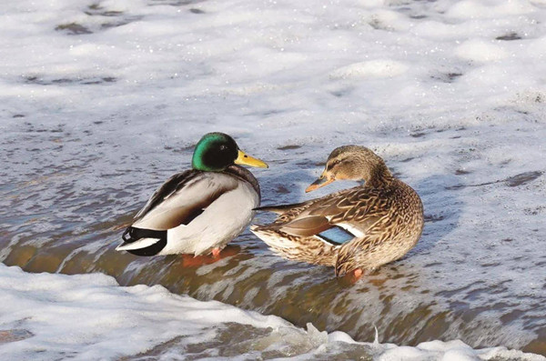 Baotou: A paradise for migratory birds