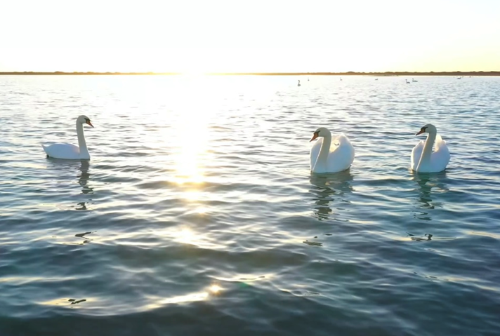 Springtime delight: Swans return to Ejine Banner, Alshaa League