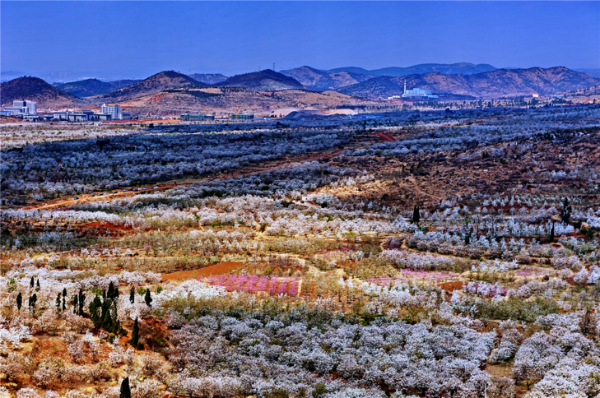 Chenggong District's Signature Baozhu Pear Industry 