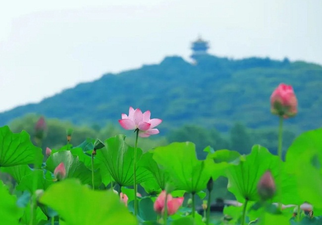 Wuxi unveils cherry blossom festival, lotus exhibition in France