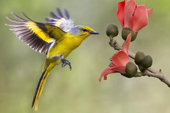 Villager gives flight to bird conservation