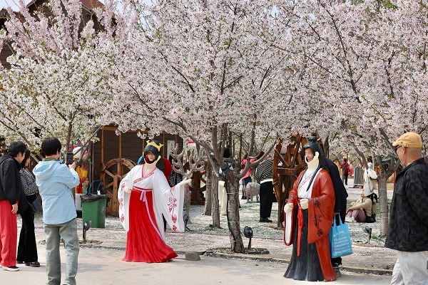 Cherry blossom festival kicks off in Taiyuan