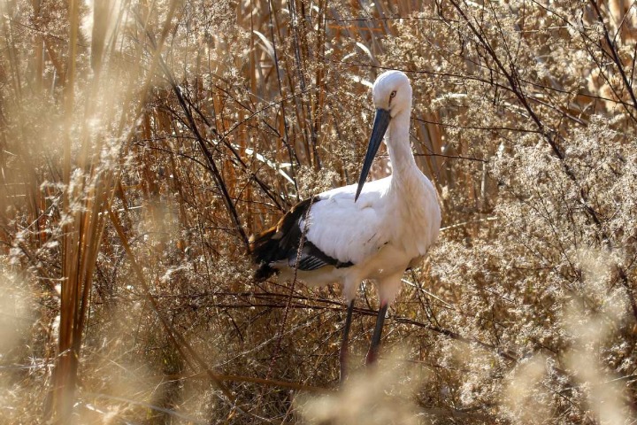 Rare crested ibis to settle in Shanxi