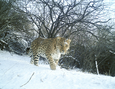 Leopard population rising amid protection efforts