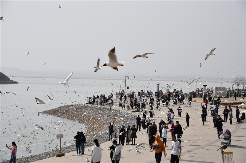 Migratory birds bring spring vitality to Inner Mongolia