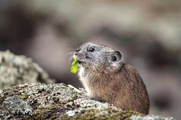 Jilin province sees spring awakening with wildlife appearances