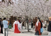 Cherry blossom festival kicks off in Taiyuan