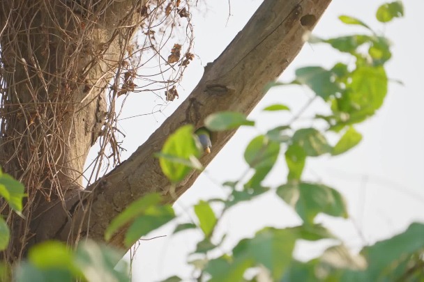 Rare footage of red-headed lovebirds nesting in Yunnan