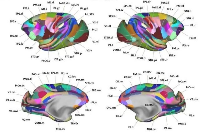 Chinese scientists map macaque brain networks