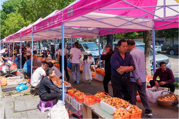 Quzhou welcomes loquat season with open arms and bustling stalls