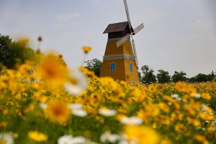 Experience the beauty of Shijiazhuang's 'Flower Road'