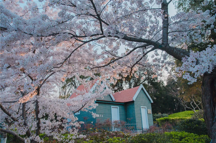 Spring outings in Qingdao