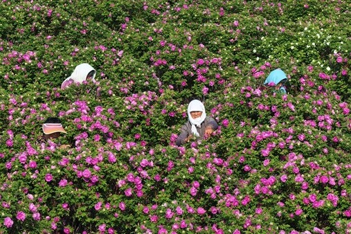 Roses in bloom on salt-alkaline land in Binhai district, Weifang