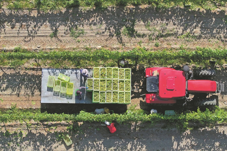 Wine industry pours prosperity onto once-barren soil