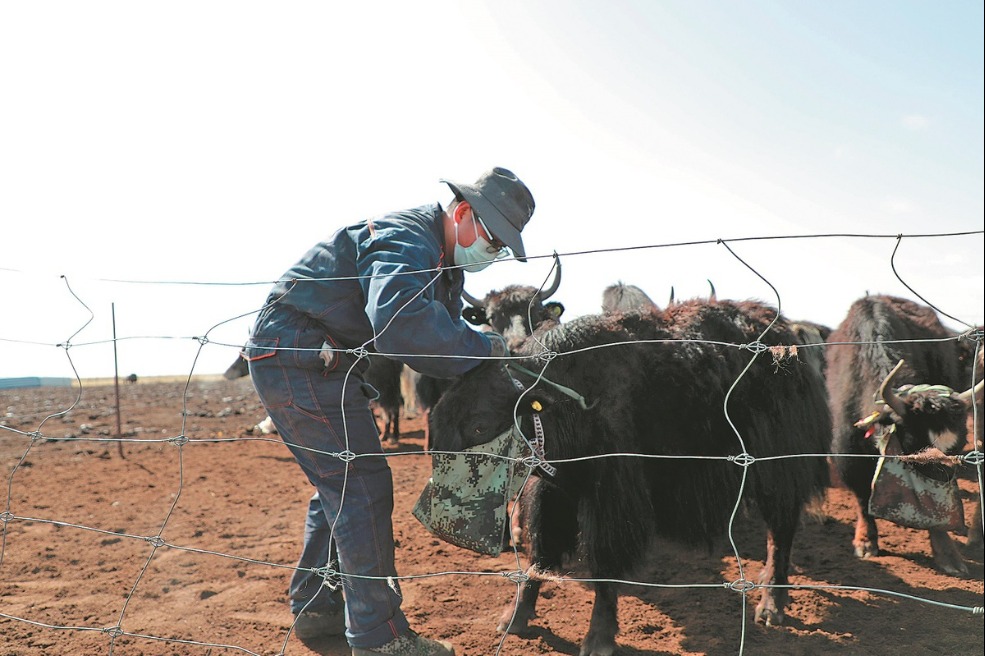 Young researchers aid herders on plateau