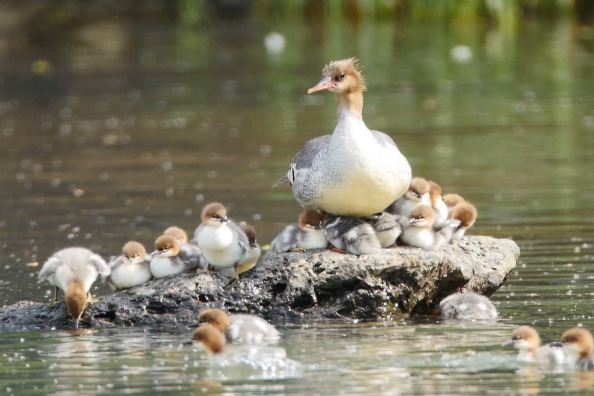 Young Chinese merganser ducklings in Jilin’s Changbai Mountain