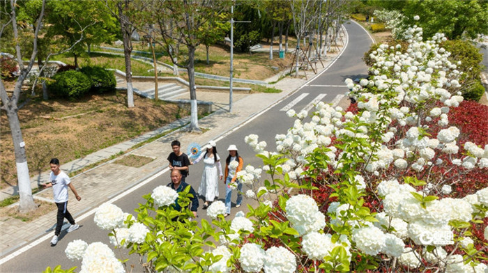 Spring splendor: pristine hydrangeas draw crowds in Qingdao