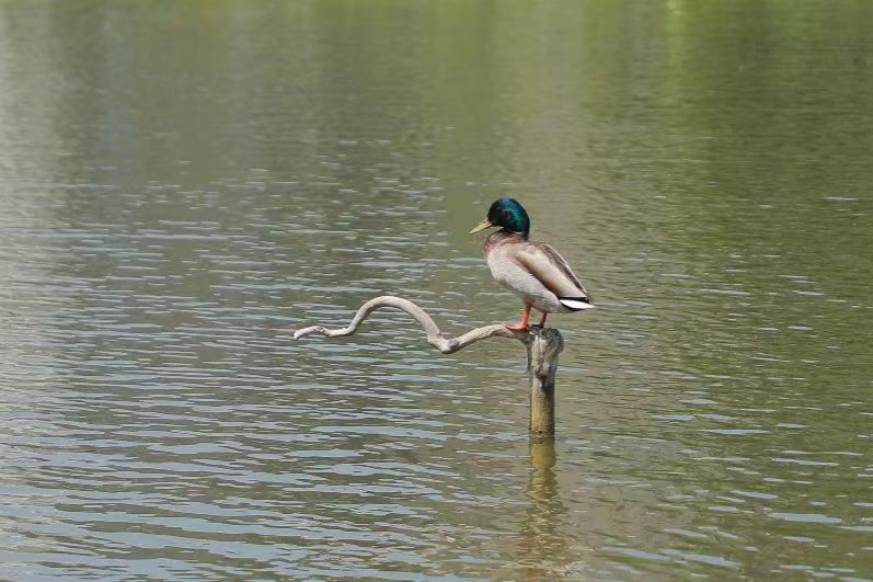 Beijing's bird paradise: 519 species thrive in capital