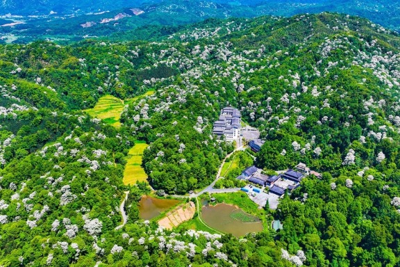 Blooming paulownia flowers in Jiangxi