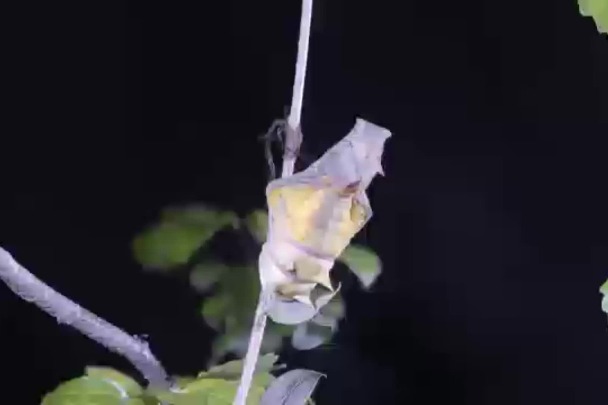 A golden birdwing butterfly emerges from its chrysalis