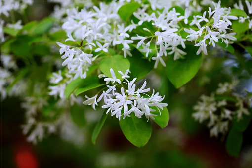 Shandong province awash in spring blossoms