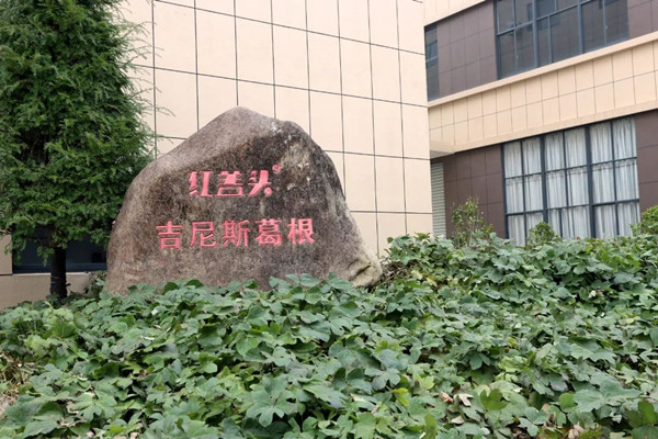 葛根种植基地_副本.jpg