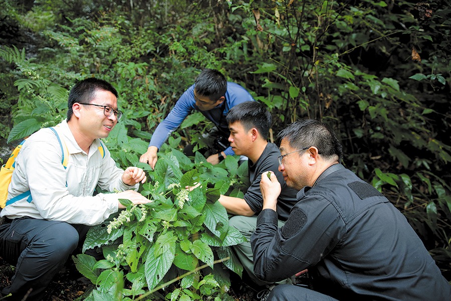 New species of Salvia discovered in Hunan