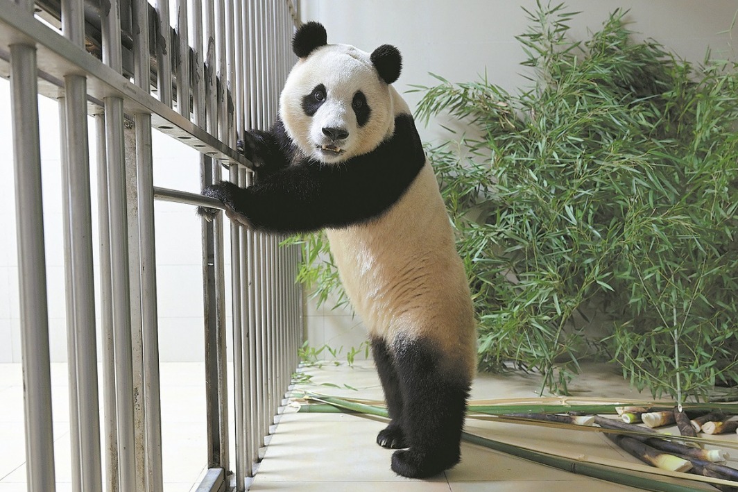 Giant panda back from S Korea to soon meet public in Chengdu