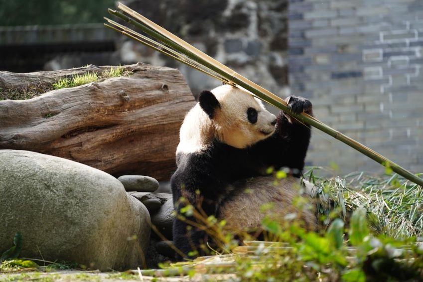 Giant panda family adjusting well to life in Sichuan