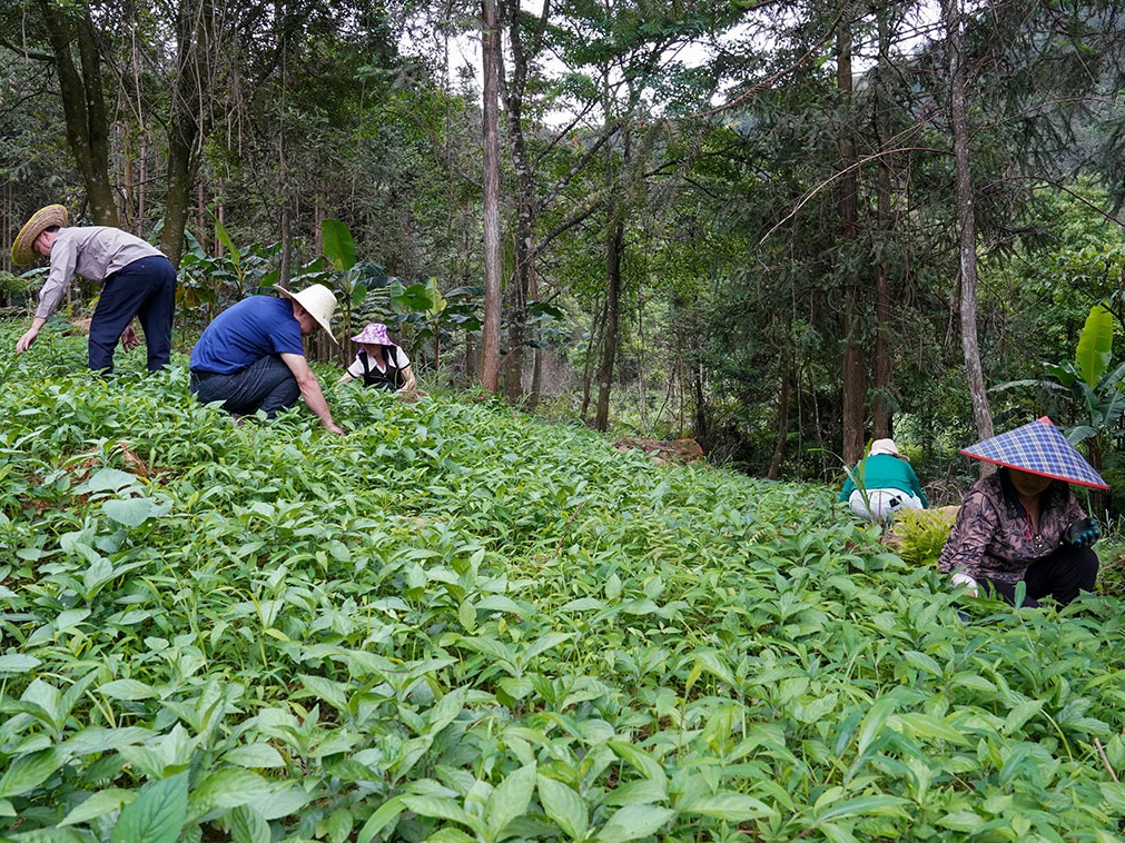 Hechi's ethnic village empowered with forestry innovation