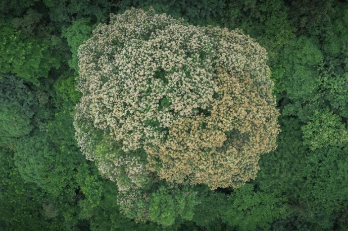 2,700-year-old tree blooms in Sichuan