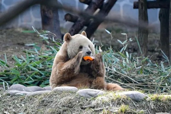 Rare Giant Panda Qizai sees non-involvement in international cooperation