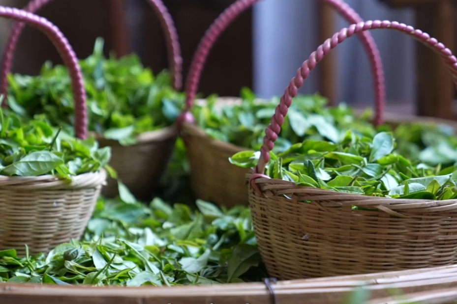 Media guests immerse in tea culture at Laoshan Mountain