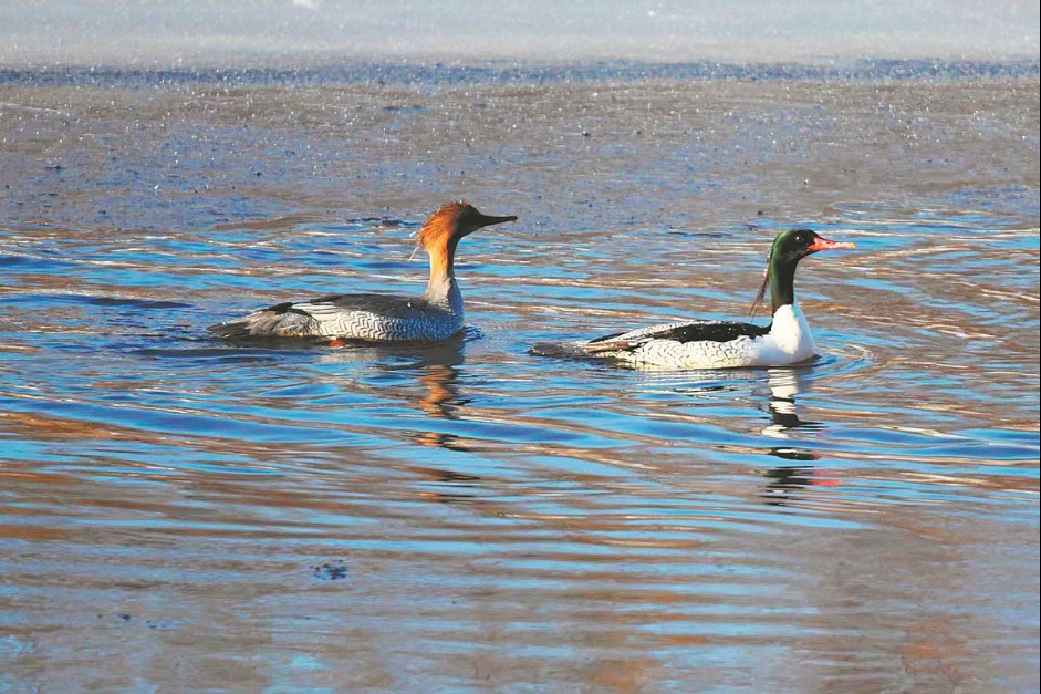 Retiree records rare birds in Heilongjiang