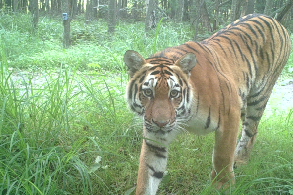 China seeks to build world's largest national park system