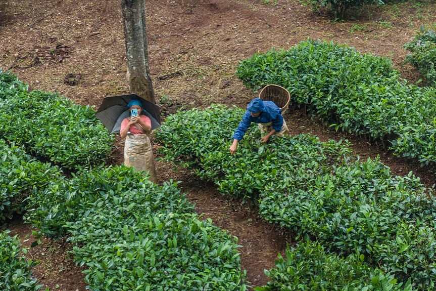 Yunnan advances its distinctive agriculture