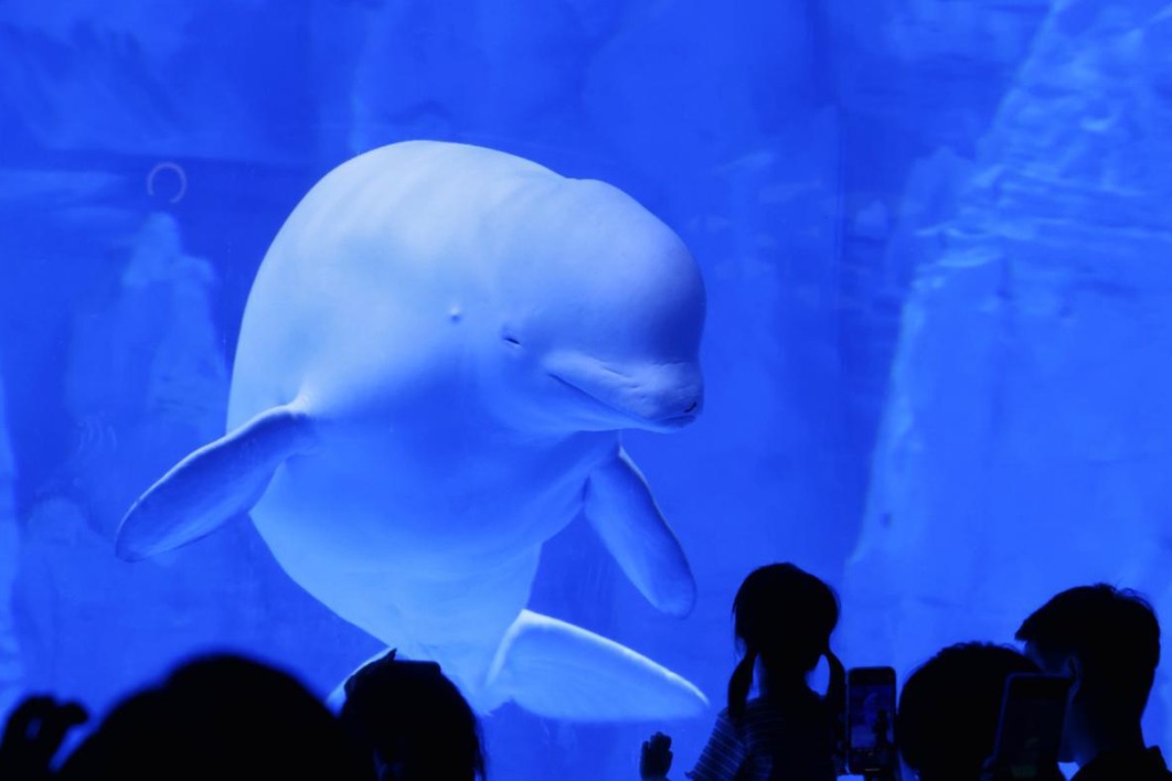 Ocean World in Guangzhou reopens on June 25