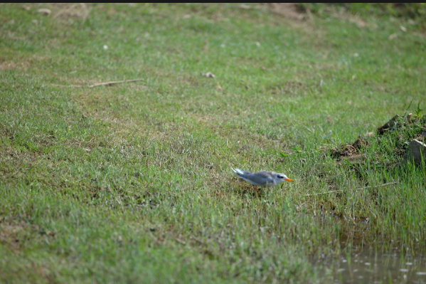 China's first rescued and bred river tern released