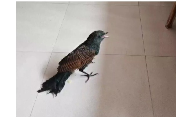 Rescuing a lost greater coucal after the rain