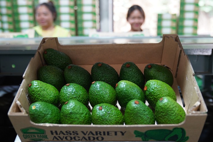 Avocado industry brings economic prosperity in Menglian, SW China's Yunnan