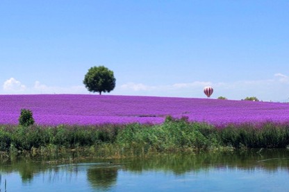 Ningxia Lavender Estate: Transforming deserts into blooming oases