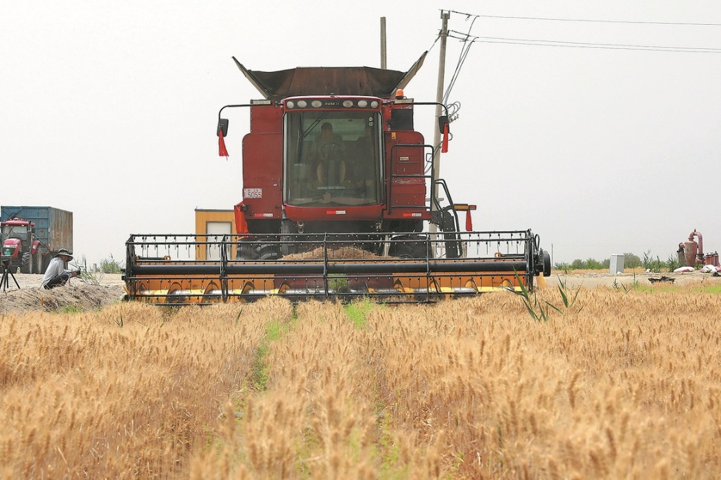 Wheat field helps fight desertification in Xinjiang