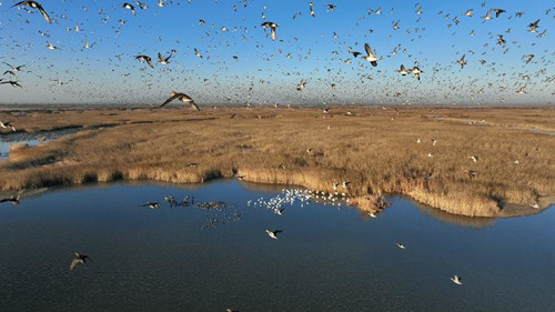 Sneak peak of documentary 'Life at the Yellow River Delta'