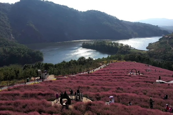 A pink flower sea near a country road