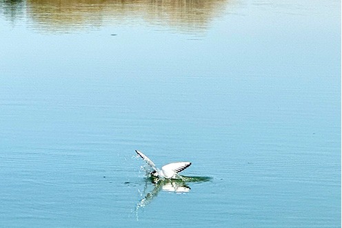 Spring brings beauty to Datong's Wenyin Lake Ecological Park