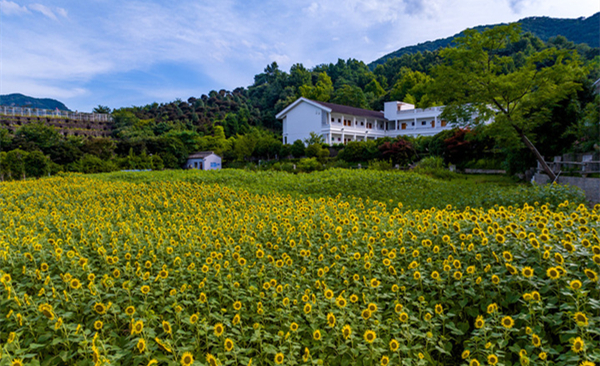 Sunflower fields in Ningbo offer tranquil summertime escape