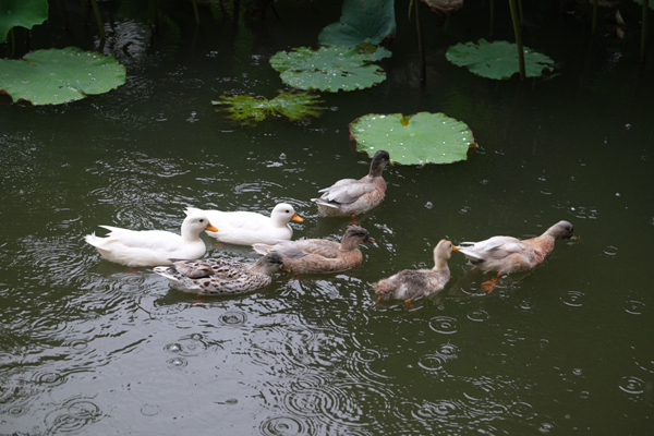 Lotuses bloom in rainy Shanyuan Garden