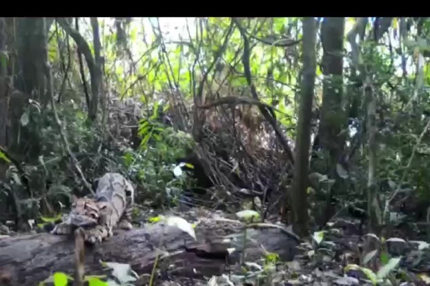 Clouded leopard captured in Yunnan