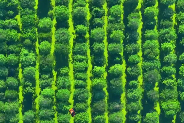 Wetlands of Luyang Lake teeming with greenery